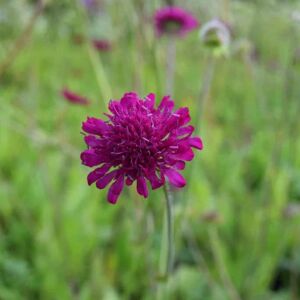 Knautia macedonica ---